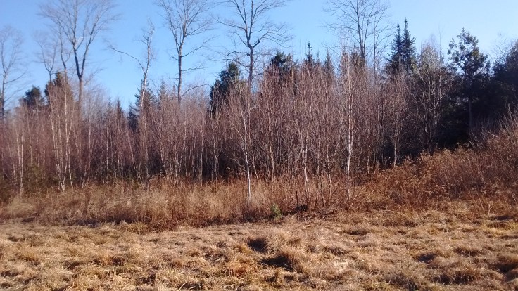 IMG_20181226_101749024