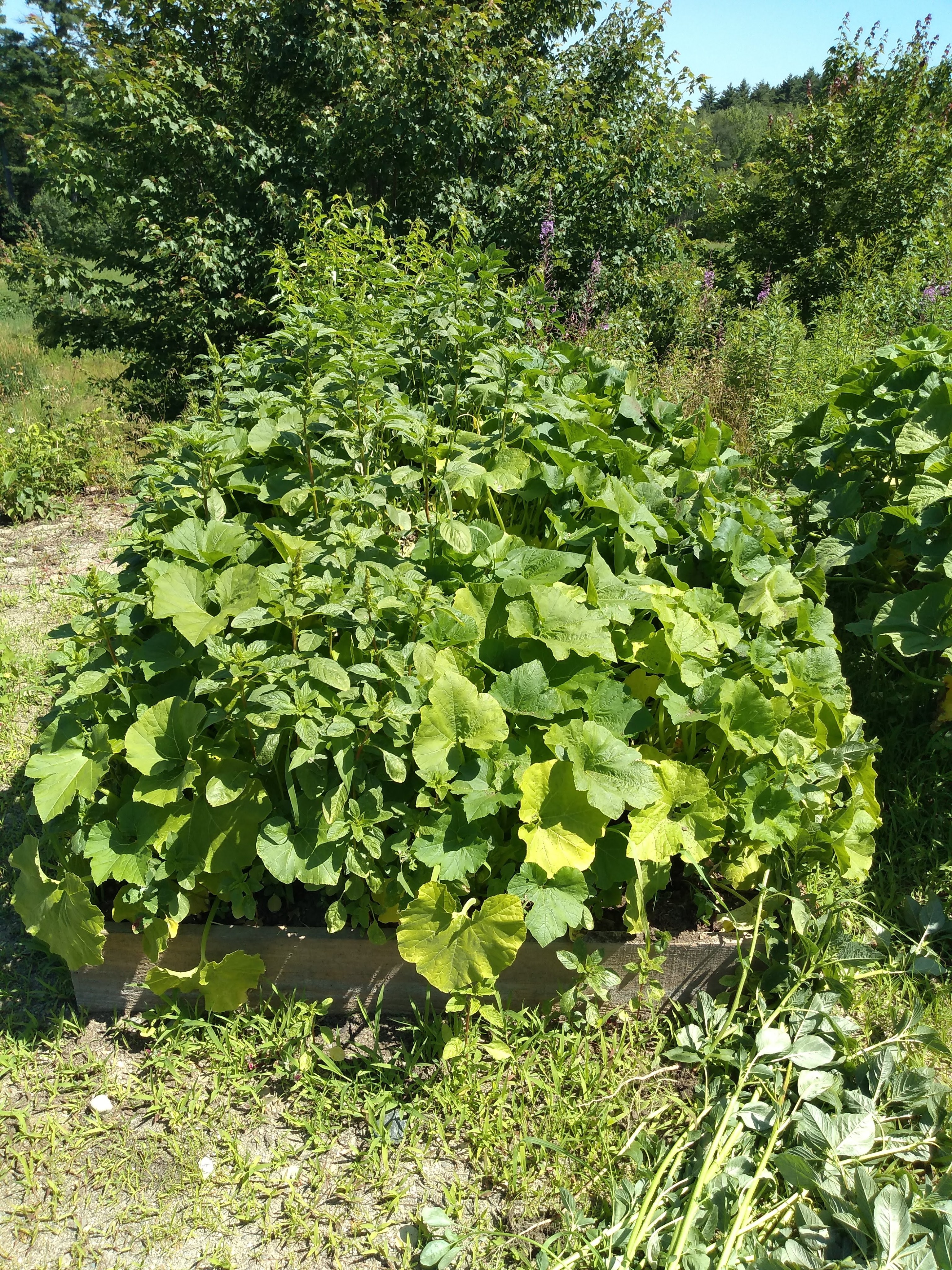 img_20190719_111337281