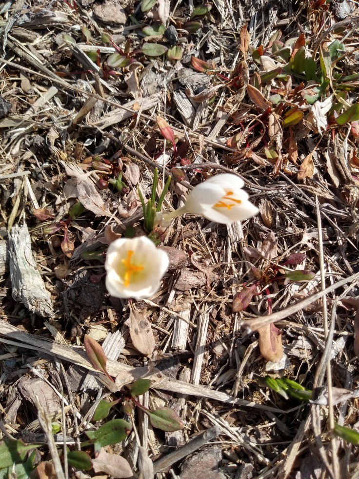 img_20200407_113815103_hdr