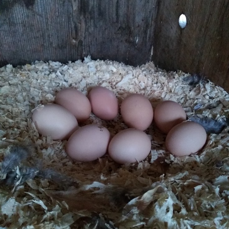 img_20200419_190008_923